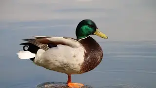A duck's sleeping style @DuckyBhai @BucketHeadNation