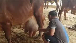 👍Big-Big Udder of Gir Cow in Faridabad, India.👍👍