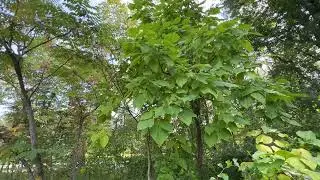 Wildwood Preserve Metroparks Toledo Ohio