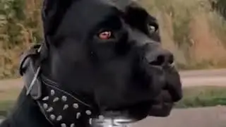 Unbelievably Strong Guard Dogs You&rsquo;ve Never Seen Before! 💪🐶&rdquo;#powerfuldogs #canecorso 