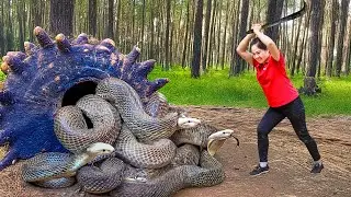 Harvesting Giant Cobra Yam Go to Market Sell | Big pythons live and breed inside yam tubers