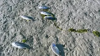 Dead fish wash ashore at Marco Island's Tigertail Lagoon due to cold snap