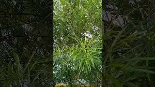 Alam nyo ba to? Dami kung walang alam sa halaman.