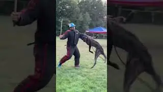 Big dog vs me. #dogshorts #germanshepherd #k9trainer #petowner #k9handler #dogowner #dogtraining #k9