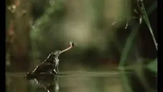 Frog catch flies