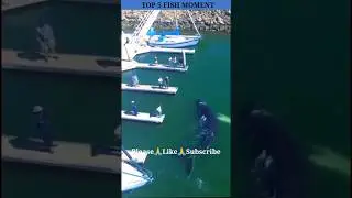 TOP 5 FISH MOMENT #Shorts #ytshorts #viralshorts #trendingshorts