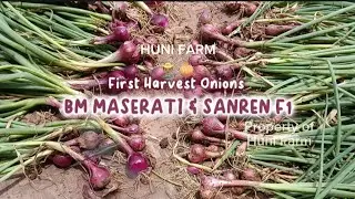 Panen Bawang Merah Maserati & Sanren F1 - First Harvest Onions