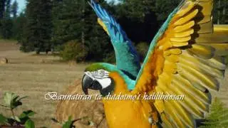 BANNATIRAN (ILOCANO SONG w/LYRICS)
