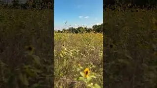 🌻 Kansas Sunflowers | Labor Day Weekend Glow