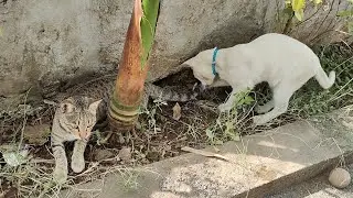 Cute naughty cat 😺 | cute cat video | New Delhi India #cat #catvideos #catlovers #cutecat #trending 