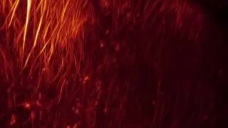 GFAP fibres in the midbrain of a developing salamander - CUBIC