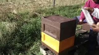 Varroabehandlung mit MAQS Streifen