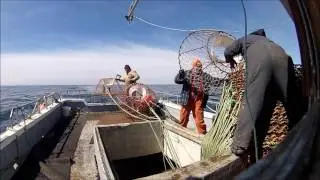 Crab Season 2016