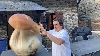 GRAN brotada DE setas (n&iacute;scalos,boletus,rovellons,ceps) 2021.mushrooms, FUNGHI, PORCINI