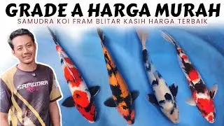 Ikan Koi Grade A Harga Murah❗Samudra Koi Fram Blitar