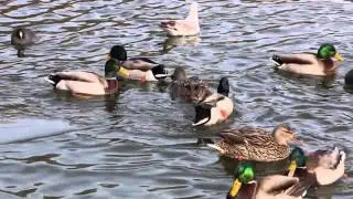 Ducks, Swans, Coots , Gull