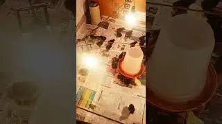 1 Day desi chicks Brooding #youtubeshorts #shortsvideo #viralvideos