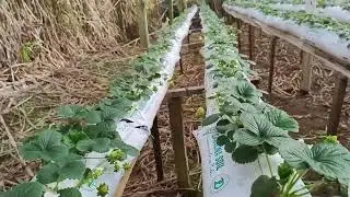 Strawberry seedlings from Argentina 60 days after planting