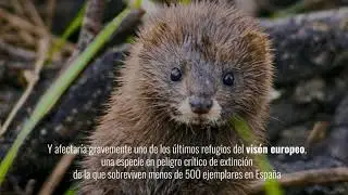 Afecciones ambientales 