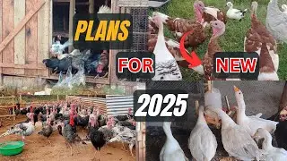Self Sufficiency with Chickens and Turkeys Our Plans for 2025