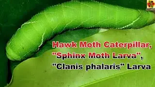 Hawk Moth. Hawk Moth Caterpillar. Hawk Moth Larva. Sphinx Moth. Sphinx Moth Larva. Clanis phalaris.