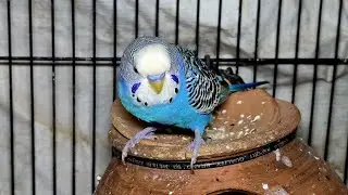 Live budgies | budgie livestream | birds livestream  | budgies | #budgies #birdslive