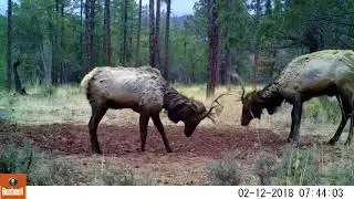 Trail Cam Pickup 2-17-18