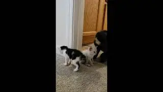 Kitten Breakout Part 1