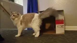 AMERICAN RAGDOLLS PLAYING, THEY ARE THE SWEETEST CATS #catmonth #catlaughs 