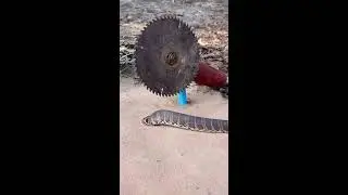 Snake trap  simple ideas 2025 #snake #shorts #viral #livestream #entertainment