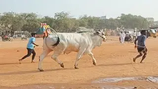 పందెం ముందు ongolubulls 