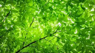 Peaceful Guitar Music &bull; Sleep Music &bull; Calming Music &bull; SPA Music &bull; Wonderful Healing Relaxation.