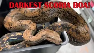 DARKEST SCORIA BOA! TAMING AGGRESSIVE SNAKES!
