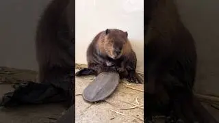Beaver Core. 🦫🦫 #funny #cute #pets #beaver #fyp