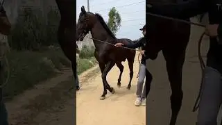 How do you get the goat from the commandos 😨