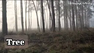 Tree - Music with Trees background video. The Tree 