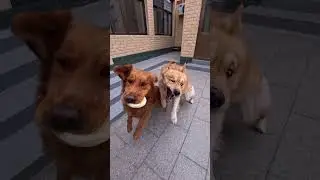 No martial ethics #Golden Retriever#A dog s daily life#dog#Cute pets#Golden Retriever