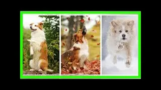 | Dog Rescue StoriesFestive Fall Dog Portraits Will Bring A Smile To Your Face