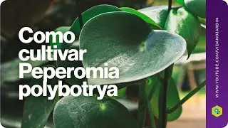 Como cultivar Peperomia Polybotrya