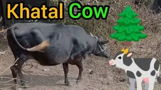 Daily cow video #cow king 07