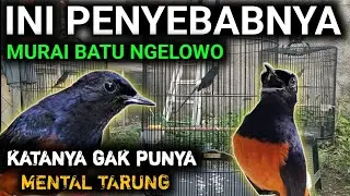 NGELOWO APA GAK PUNYA METAL MURAI BATU NGELOWO MURAI BATU HILANG FIGHTER