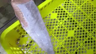 De Glazing Process of Fish Inspection