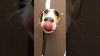 hungry beagle #hungry #hungrydog #hungrypuppy #dogtreats