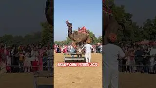 International camel festival 2025||bikaner camel festival 2025||camel dance program 2025||#youtube