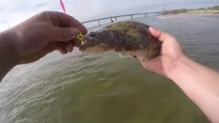 Over Fourty Flounder caught OBX NC