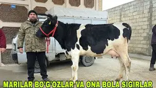 Hazmza akadan yangi partiya bo‘g‘oz mari ona bola sigirlarni zo‘rlari 19-yanvar, 2026