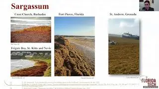 Sargassum Biochar for Harmful Algal Bloom Remediation