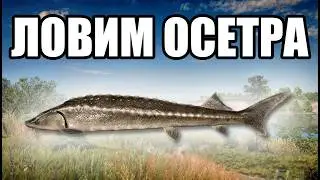 РР4 СТРИМ &bull; ИЩЕМ РЕДКУЮ РЫБУ И ФАРМИМ СЕРЕБРО НА НОРВЕЖСКОМ МОРЕ &bull;   РУССКАЯ РЫБАЛКА 4