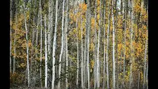 30 Minutes of Forest Birds Singing | Relaxing Birdsong Soundscape for Sleep, Study & Meditation🌿