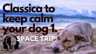 Musica classica rilassante per cani soli: Il segreto per calmare il tuo amico a quattro zampe!